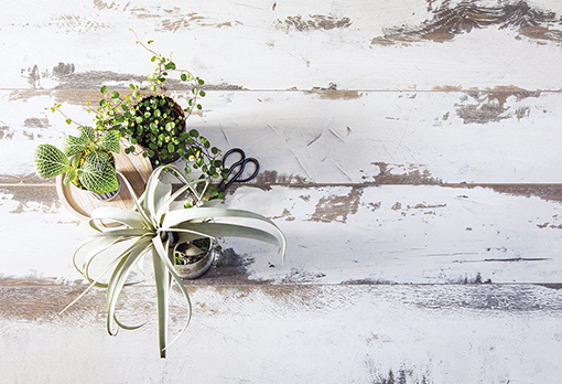 Original_16004481_White_Vintage_Oak_4481_RSH